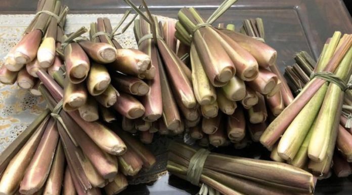 The Unveiling of an Unprecedented Thirst for Wild-Grown Vegetable Delights