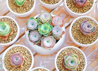 Unveiling the Hidden Wonders of the Stone Lotus: Gardening Advice and Symbolic Significance