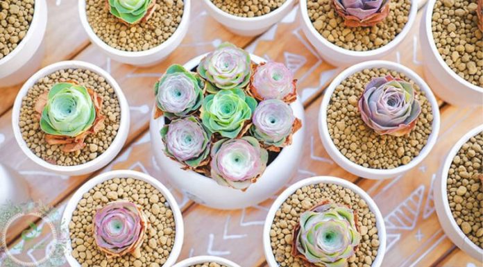 Unveiling the Hidden Wonders of the Stone Lotus: Gardening Advice and Symbolic Significance