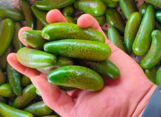 “Surging Demand for Small Avocados Despite Challenges in Accessibility”