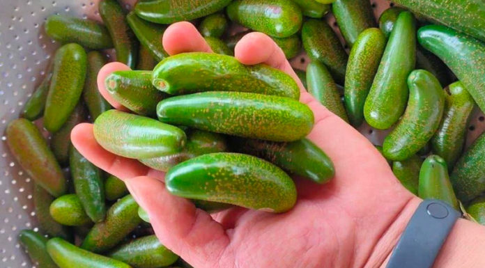 “Surging Demand for Small Avocados Despite Challenges in Accessibility”