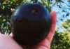 Uncover the Deliciousness of Rare Black Diamond Apples for 500,000 VND per Kilo