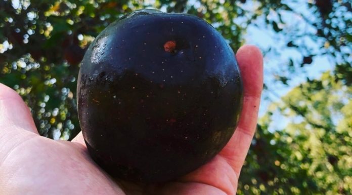 Uncover the Deliciousness of Rare Black Diamond Apples for 500,000 VND per Kilo