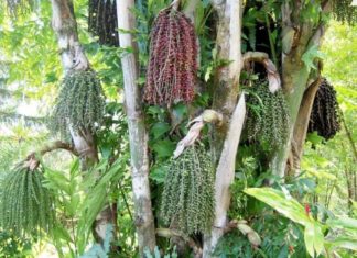 Unveiling the Meaning, Planting and Maintenance of the “d?ng d?nh” Tree