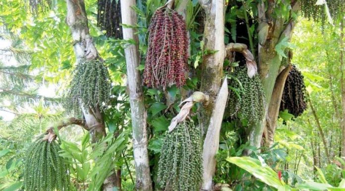 Unveiling the Meaning, Planting and Maintenance of the “d?ng d?nh” Tree