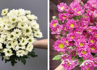 Guidance on Etiquette and Significance When Arranging Rossi Daisy Flowers at the Altar