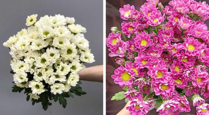 Guidance on Etiquette and Significance When Arranging Rossi Daisy Flowers at the Altar