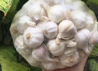 Discover the Varieties of Garlic Commonly Used in Vietnam
