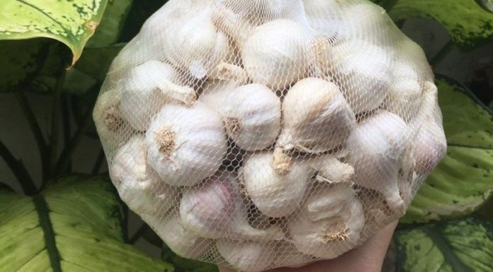 Discover the Varieties of Garlic Commonly Used in Vietnam