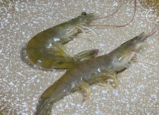 Surprising Truth: Should you buy straight shrimp or curved shrimp?