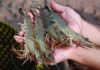 3 things to look for when choosing shrimp at the market – foolproof tips