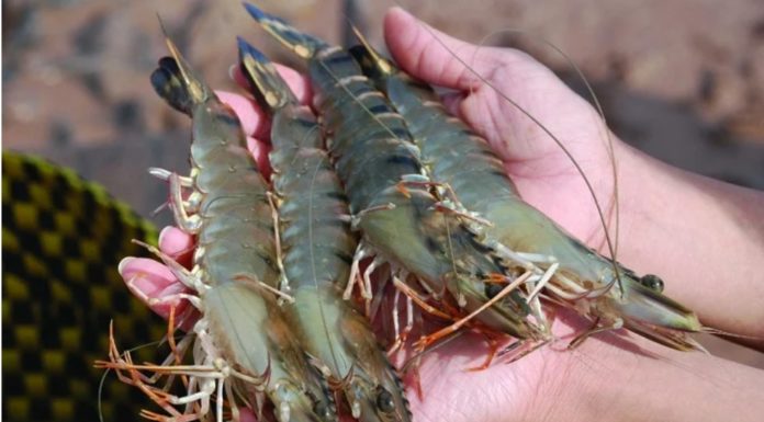 3 things to look for when choosing shrimp at the market – foolproof tips