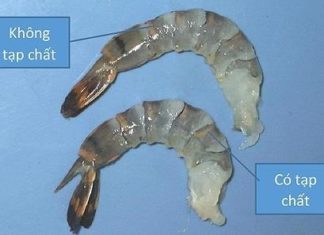 Detecting Shrimp Contaminated with Impurities in No Time, Did You Know?