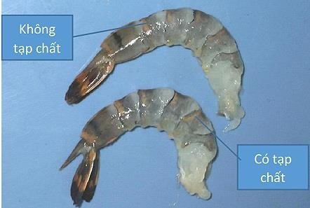 Detecting Shrimp Contaminated with Impurities in No Time, Did You Know?