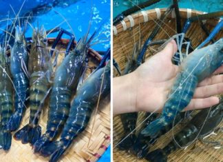 Tips for Finding the Perfect Blue Lobster – Cost Considerations
