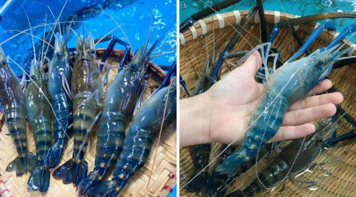 Tips for Finding the Perfect Blue Lobster – Cost Considerations
