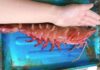 The Cost of Giant Prawns Prohibiting Purchase for Certain Customers