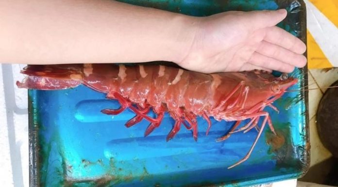 The Cost of Giant Prawns Prohibiting Purchase for Certain Customers