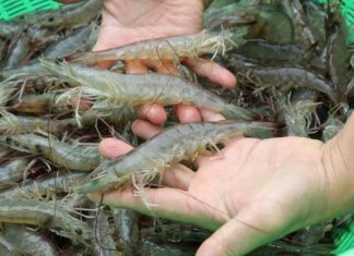 Enhance the flavor and aroma of your boiled or grilled shrimp with this fantastic steamed dish