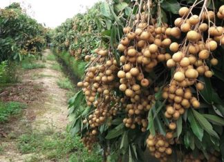 Explore Unique Cultures at Bac Lieu Garden’s Top Tourist Destinations