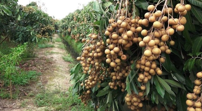 Explore Unique Cultures at Bac Lieu Garden’s Top Tourist Destinations