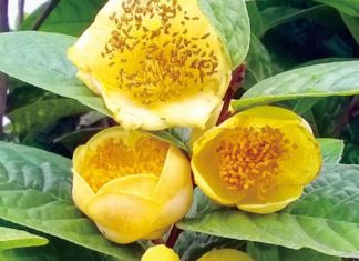 The Majestic “Queen of Red Teas”: An Exploration of This Regal Variety