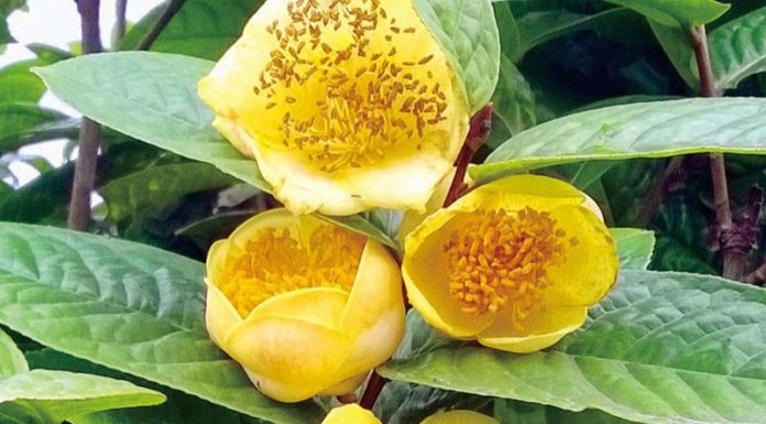 The Majestic “Queen of Red Teas”: An Exploration of This Regal Variety