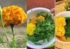 The Trend of Eating Chrysanthemum Flowers: Benefits and Safety of Chrysanthemum as Food
