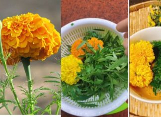 The Trend of Eating Chrysanthemum Flowers: Benefits and Safety of Chrysanthemum as Food