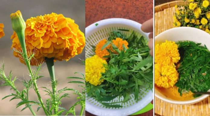 The Trend of Eating Chrysanthemum Flowers: Benefits and Safety of Chrysanthemum as Food