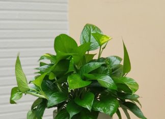 7 Beginner-Friendly Plant Varieties Perfect for Anyone, No Matter How Inexperienced, to Have Fresh Greenery at Home