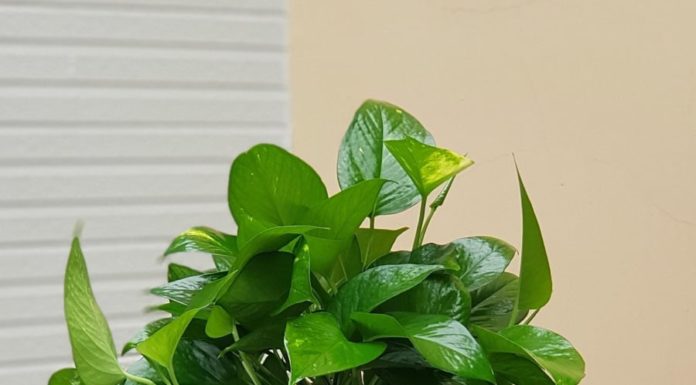 7 Beginner-Friendly Plant Varieties Perfect for Anyone, No Matter How Inexperienced, to Have Fresh Greenery at Home