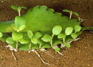 The Amazing Benefits and Feng Shui Significance of Planting the Peanut Tree