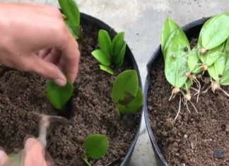 Use a Money Tree Leaf to Plant in the Ground: Get a Good Luck Attraction Plant without Spending Money
