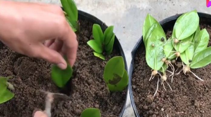 Use a Money Tree Leaf to Plant in the Ground: Get a Good Luck Attraction Plant without Spending Money