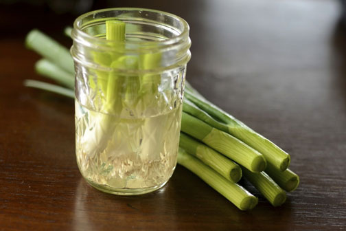 Growing Green Onions at Home: 2 Easy Methods for Clean & Beautiful Veggies