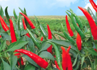 Should I plant chili-pepper at my doorstep?