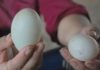 How to Choose the Best and Nutritious Duck Eggs to Avoid Buying Stale and Rotten Ones