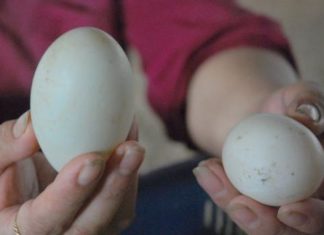 How to Choose the Best and Nutritious Duck Eggs to Avoid Buying Stale and Rotten Ones