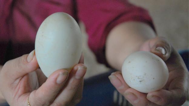 How to Choose the Best and Nutritious Duck Eggs to Avoid Buying Stale and Rotten Ones