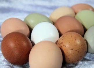 Which is healthier: brown or white eggs?