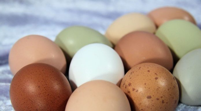 Which is healthier: brown or white eggs?