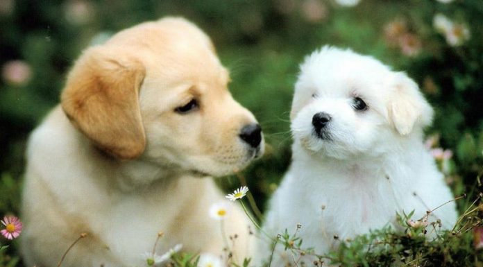 10 Days Ahead (16/2-26/2): Fortune at 4 years old officially ends suffering, money flowing like water