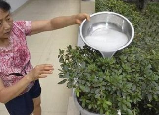 6 Types of Water that Make Leaves Green and Flowers Bloom Vibrantly