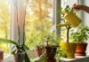 Watering Plants with Discarded Water: Keeping Leaves Green and Flowers Radiant