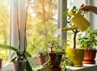 Watering Plants with Discarded Water: Keeping Leaves Green and Flowers Radiant