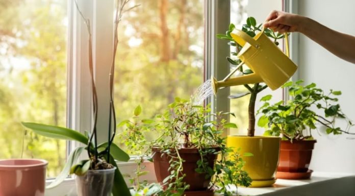Watering Plants with Discarded Water: Keeping Leaves Green and Flowers Radiant