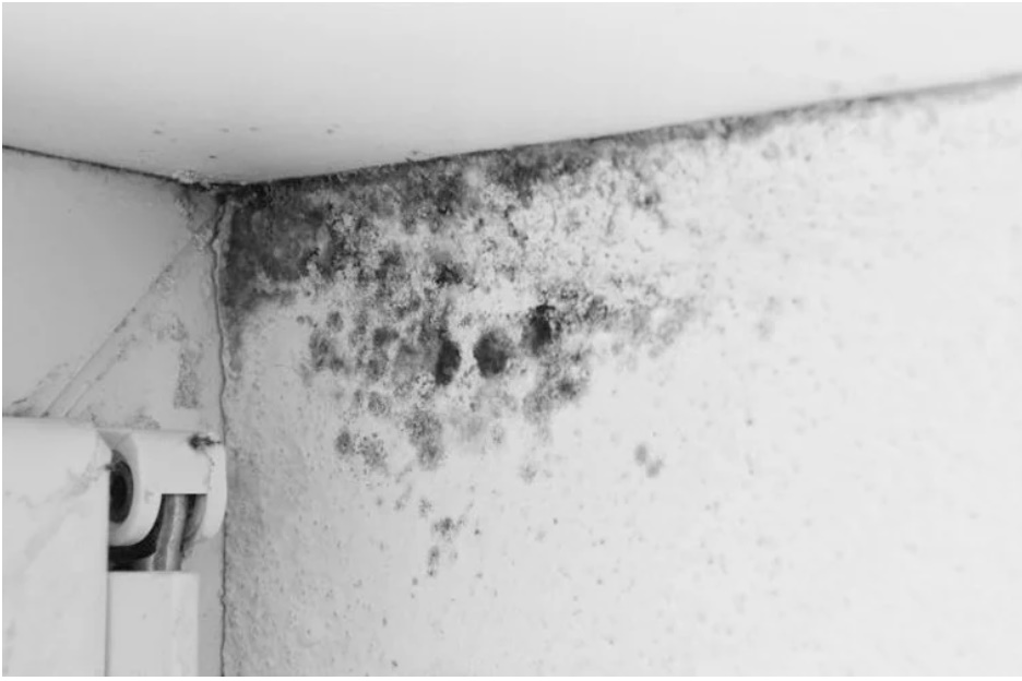 How to deal with mold and peeling walls: Affordable solutions for every homeowner