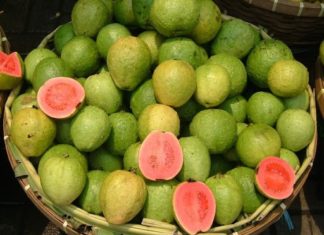 Buy the most delicious and crispy guavas, guaranteed to satisfy your taste buds