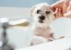 Removing Unwanted Dog Odor After a Bath